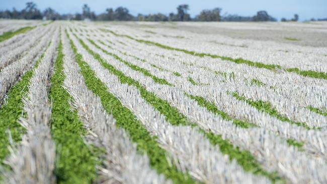 India’s tariffs may shift the export focus to Bangladesh for pulse growers in Victoria. Picture: Zoe Phillips