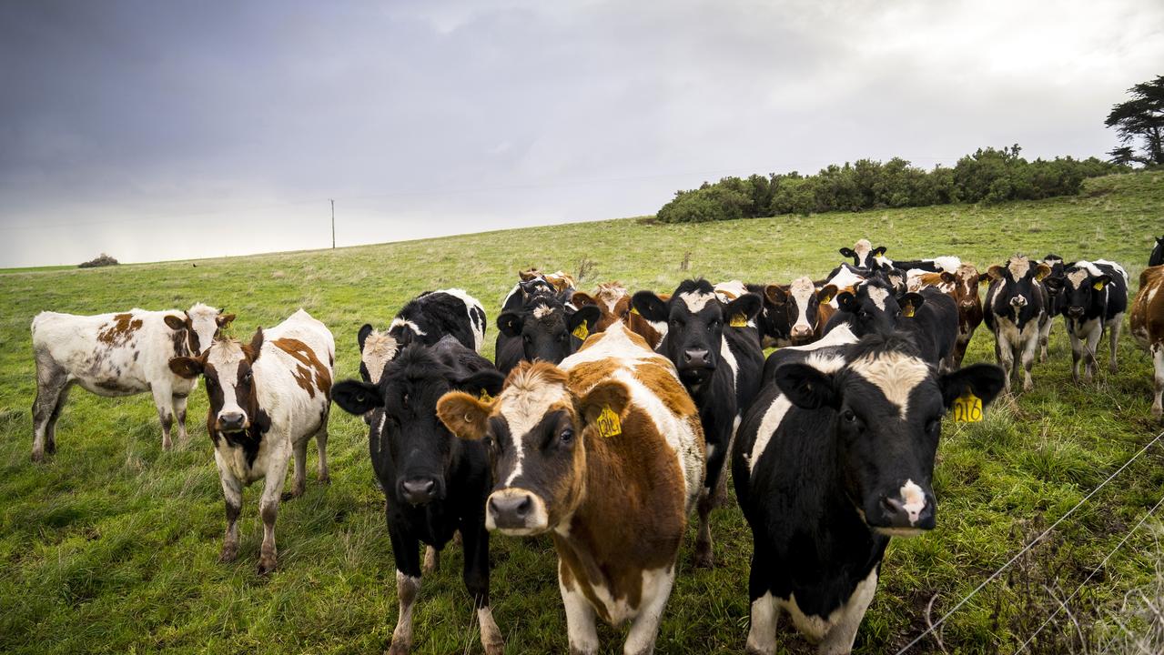 Tasmanian cows. So they’re the culprits.