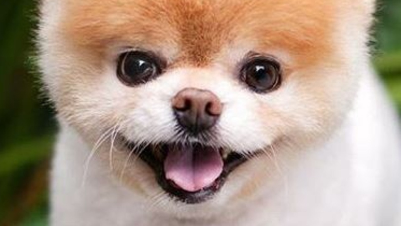 Pomeranian best sale famous boo