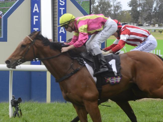 John Shelton trained Tarbert (1) edges All Stand in the Race 1 $22,000 Tarbert for the Kosciuszko Open 1020m at the Clarence River Jockey Club on Tuesday, October 1, 2019.