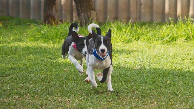 Sticking together: Dogs Jack and Lucy are 