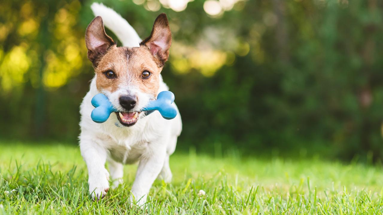 Robust plants are good options for puppies who may like to dig.