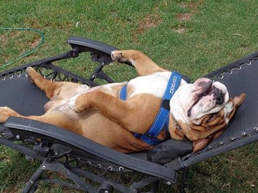 Sergeant, a 4-year-old bulldog from the Gold Coast, is a social media star. @sgt_bulldog