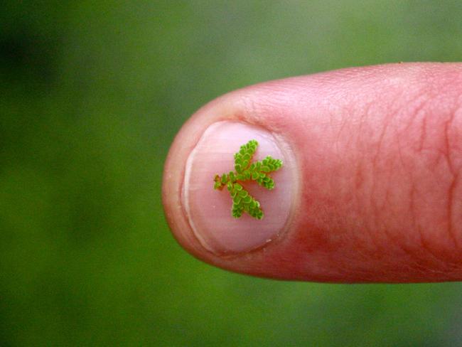 From zero to hero? ...  The Azolla water fern reversed the effects of climate change 50 million years ago. Now all its hard work threatens to be undone with the melting of Siberian permafrost.
