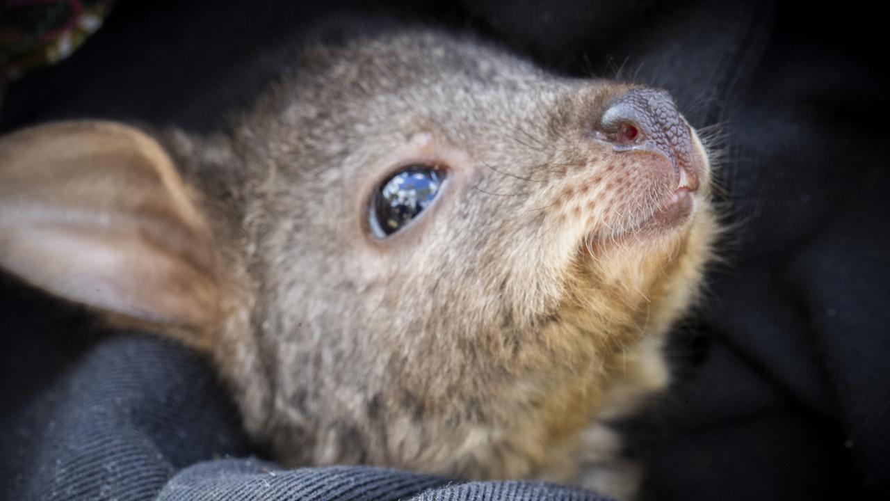 RACT and wildlife rescuers are uniting this Animal Road Accident Awareness Day to combat Tasmania’s alarming roadkill crisis. An orphaned Tasmanian Pademelon at Bonorong Wildlife Sanctuary. Picture: Chris Kidd