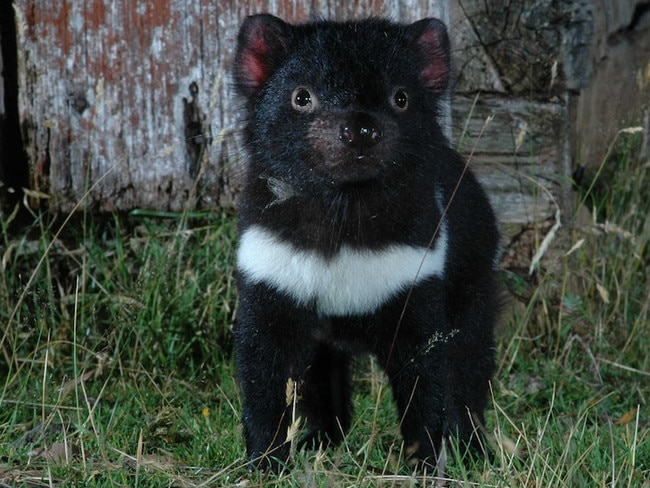 Tasmanian devils are "widespread and abundant" on Robbins Island, with its populations free from the devil facial tumour disease. Picture: Christo Baars