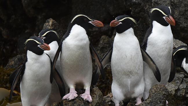 Rockhopper Penguins from Macquarie Island.