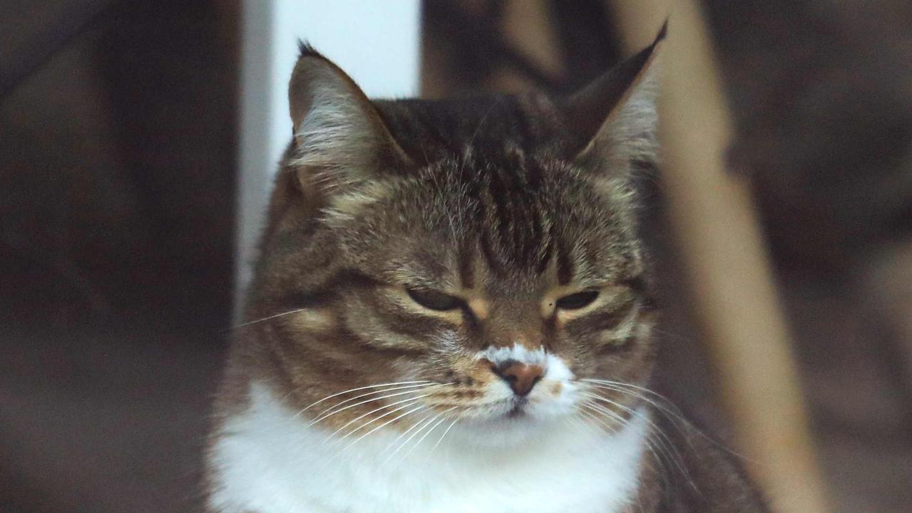 A cat is pictured through the window of the "Cat Cafe" which remains closed in Vilnius, Lithuania on April 19, 2020, amid the new coronavirus COVID-19 pandemic. - In Lithuania, cafes and restaurants were closed to limit the spread of the novel coronavirus. (Photo by PETRAS MALUKAS / AFP)