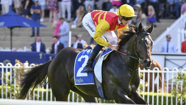 Rue Du Royale is first-up since his Golden Gift placing when he steps out in the Inglis Millennium at Randwick on Saturday. Picture: Bradley Photos