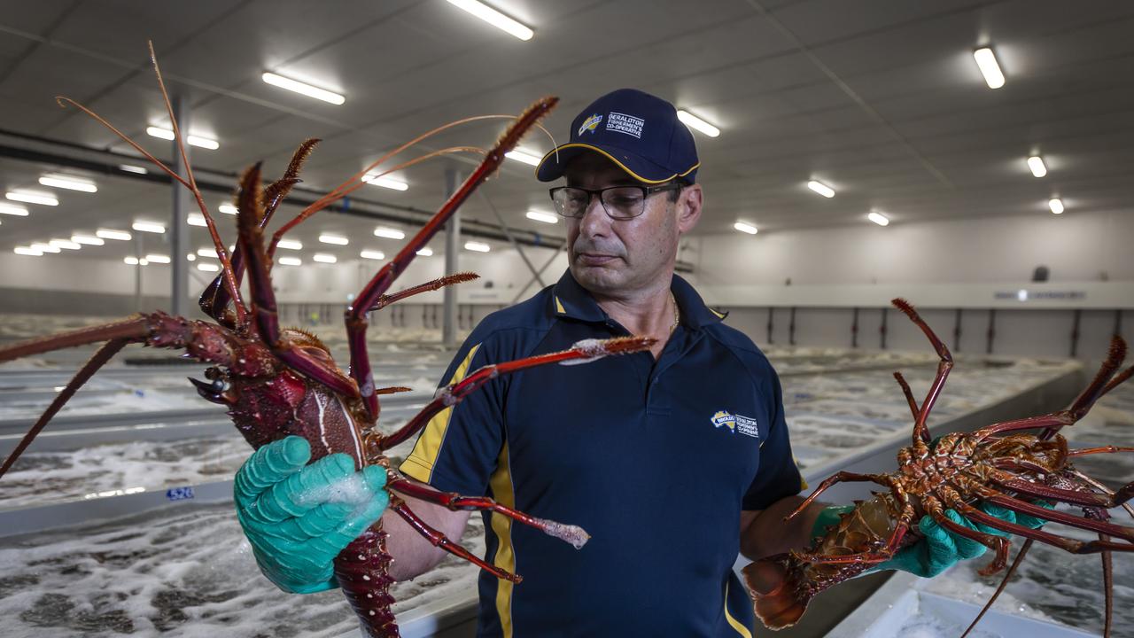 Lobster plan claws back virus losses The Australian