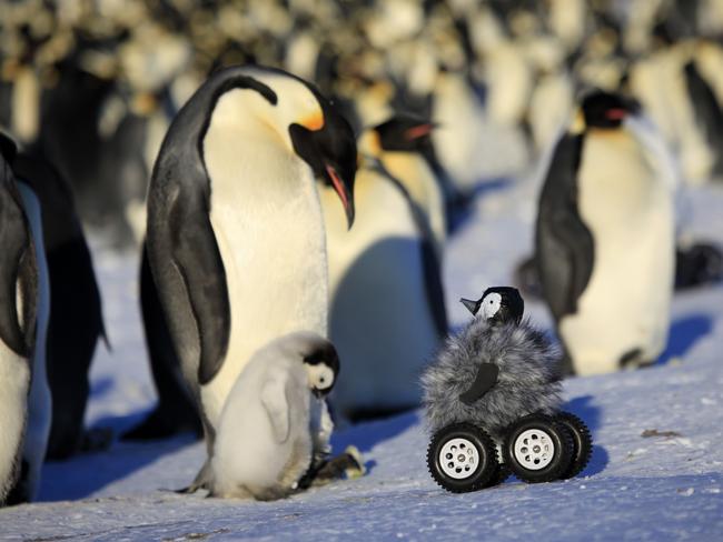 This photo provided by Frederique Olivier/John Downer Productions shows a remote-controlled roving camera camouflaged as a penguin chick in Adelie Land, Antarctica. The device is so convincing that penguins don't scamper away and sometimes even sing to it with trumpet-like sounds. Emperor penguins are notoriously shy. When researchers approach, they normally back away and their heart rate goes up, which is not what the scientists need when they want to check heart rate, health and other penguin parameters. (AP Photo/Frederique Olivier, Downer Productions)