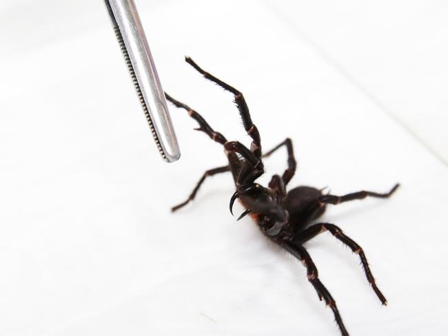 How To Catch A Spider: Westmead Hospital Wants Your Funnel Webs 