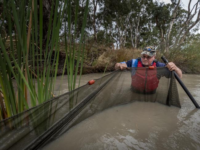 Volunteer Gary Sturdy from Native Fish Australia helps sets a fyke net. Third Reedy Lake, Kerang, Victoria. Picture: Doug Gimesy