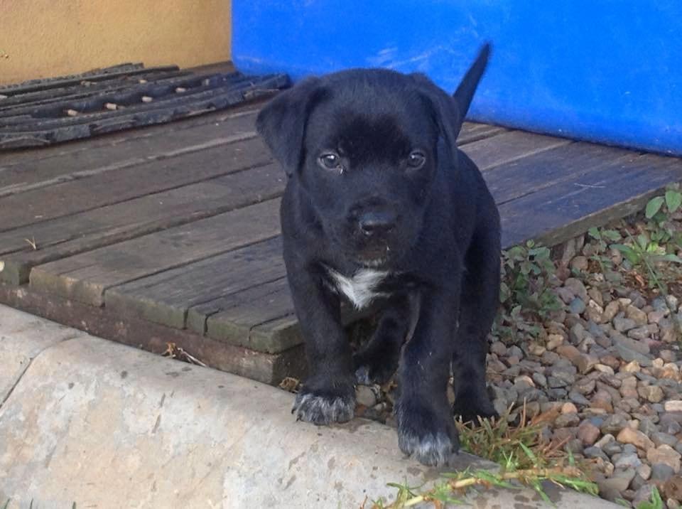 Top 72 cutest Gympie dog photos | The Courier Mail