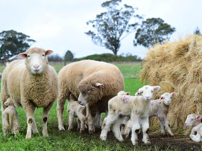 Bleating obvious: Southeast Australia has recorded a drier-than-average start to winter.