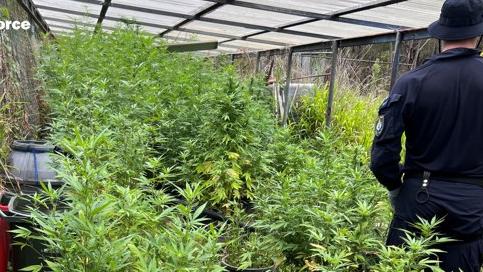 Cannabis plants allegedly found officers during the raids.