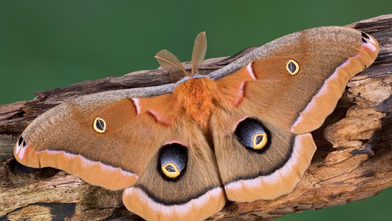A polyphemus moth sitting on a decaying tree limb.