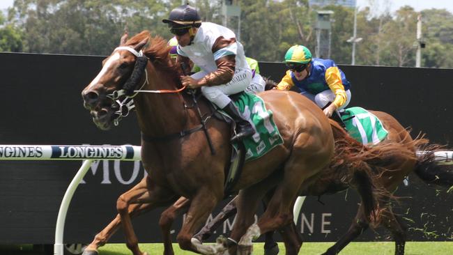 Zoo Station can make it two from two this campaign at Warwick Farm. Picture: Grant Guy