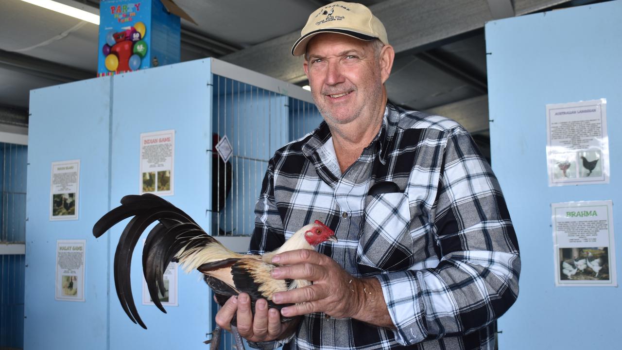 Proserpine Poultry Club member David Kennedy of Cannonvale won Champion Bird of Show with this Old English Game Bantam Duckwing, aptly named 'Rooster'. Picture: Kirra Grimes