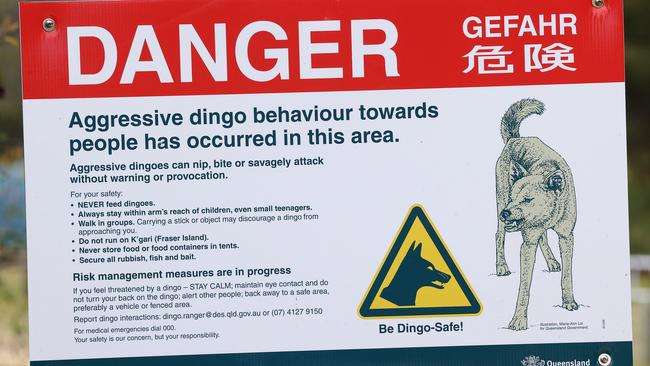 Dingo danger signs at Waddy Point on K’gari. Picture: Liam Kidston