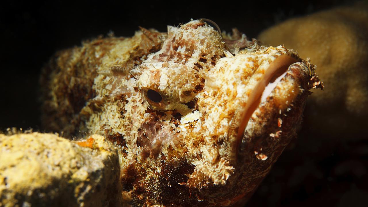 Stonefish are regarded as one of the world’s most poisonous fish. Picture: iStock