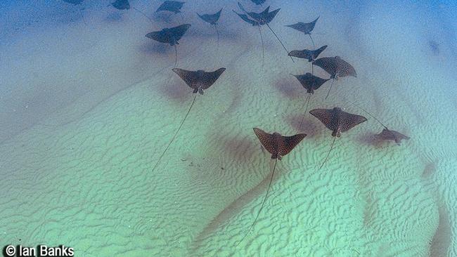 A fever of eagle rays swim over the ocean floor of the Gold Coast Seaway. Photo: Ian Banks