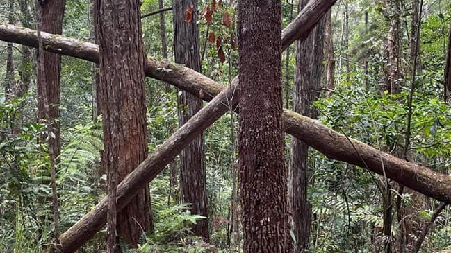 Suspected yowie territory markers – or simply just a coincidence – spotted in the Far North rainforest. Picture: Supplied