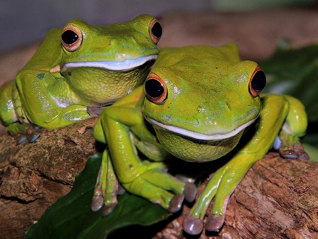 The Entrance Camera Club White Lipped Frogs by Gail Hardy.