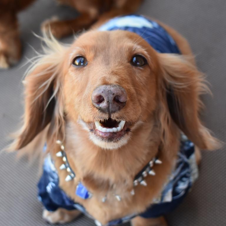 Max giving his best smile for the camera. Photo: Janessa Ekert