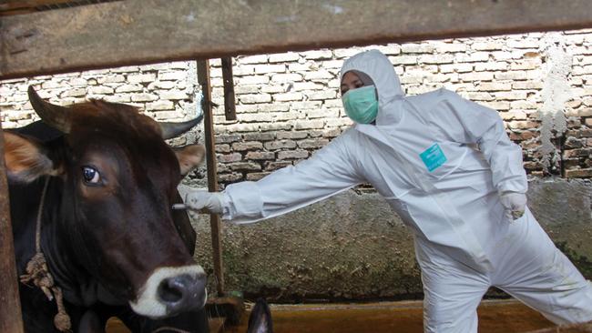 Australia’s livestock industry remains at great risk from foot and mouth disease (FMD), a top vet has warned. Picture: ANDI / AFP