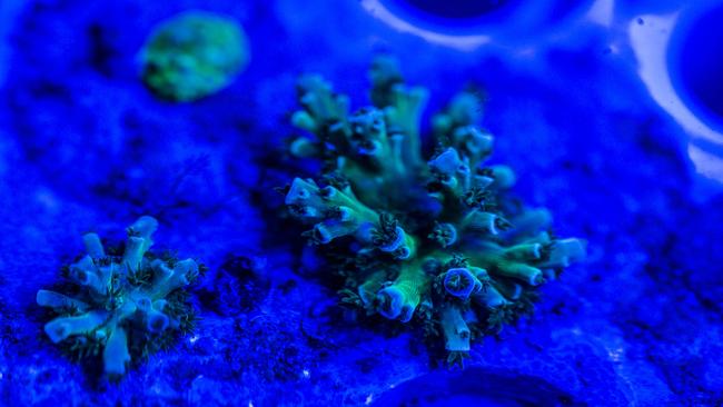 Coral at the Australian Institute of Marine Science Seasim lab. Picture: Christian Miller