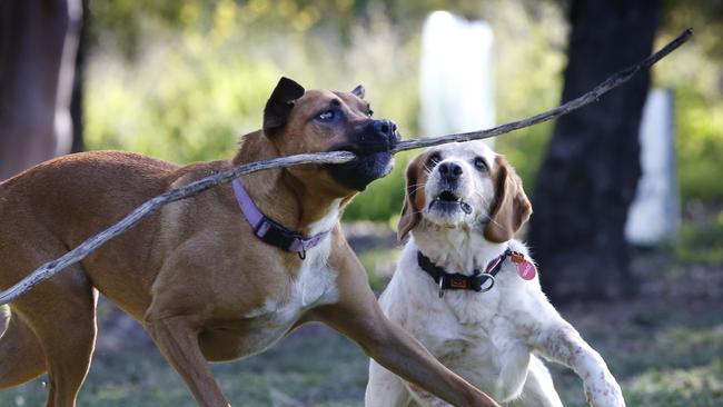 Mack and Viola are on the mend now. Picture: David Caird