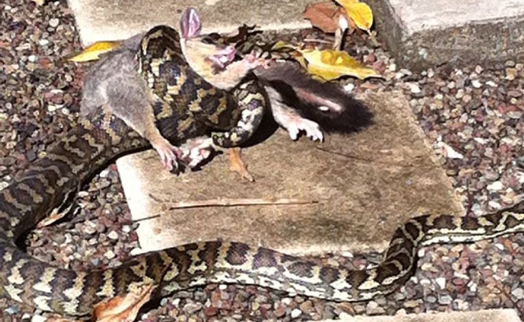 Python eats possum in front of family.