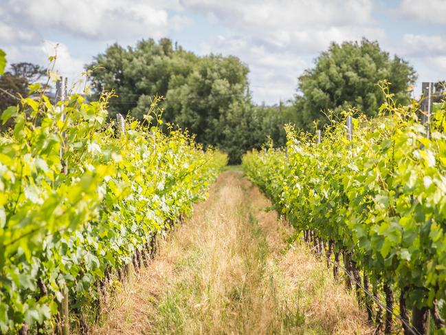 A crop is grown between the vines at Crittenden Estate Wines at Dromana on Victoria's Mornington Peninsula to help stimulate soil health. 