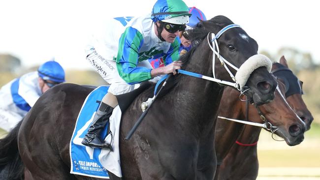 Emerging star I Wish I Win should handle the step up to Group 1 company in the Toorak Handicap. Picture: Racing Photos via Getty Images