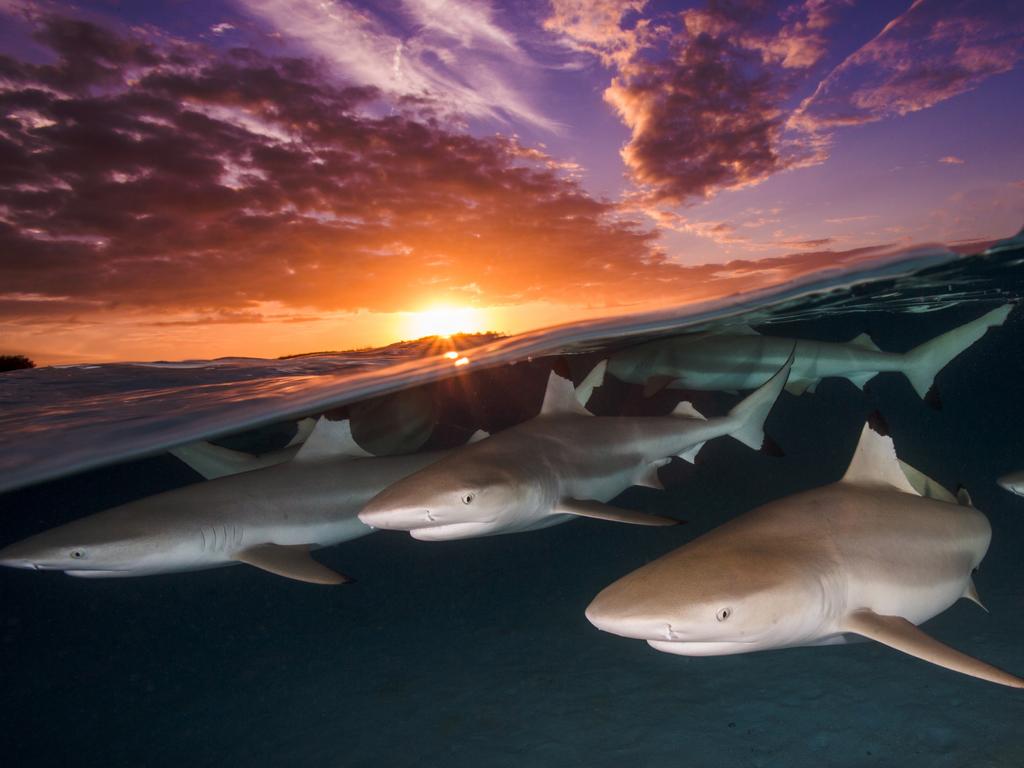 Underwater Photographer of the Year 2018. COMMENDED Category 1. Wide Angle Credit name: Renee Capozzola/UPY 2018 Nationality: United States Image caption: Blacktip Rendezvous Country taken: French Polynesia Location: Moorea. “It was my intention to go out at sunset and try to capture an over-under of the sharks. This shot was challenging as there was only a short time period when the sun was at the horizon.”