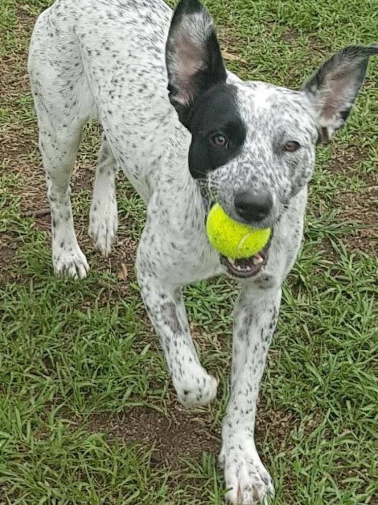 Bull arab store cross cattle dog