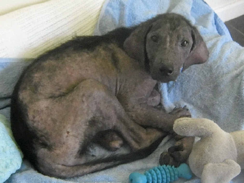 Severely malnourished, suffering a severe case of mange and a secondary infection, the female labrador-cross named Chaise was near death when her condition became known to the RSPCA.