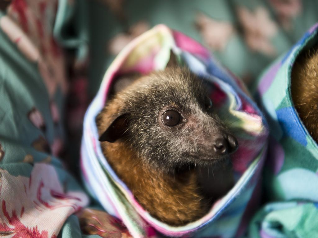 A flying fox being cared for at Flying Fox Rescue and Rehab.