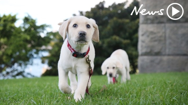 International Guide Dog Day!