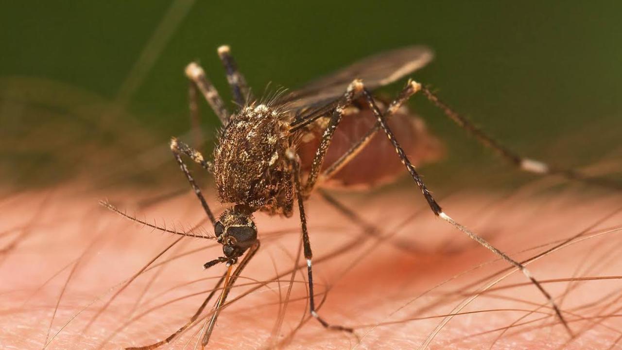 Australia could see one of its worst mosquito seasons for decades in the coming months.