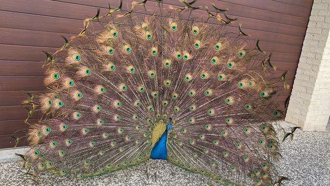 Peacocks have become a divisive issue in the small community of Mackenzie. Picture: Remko Bijker