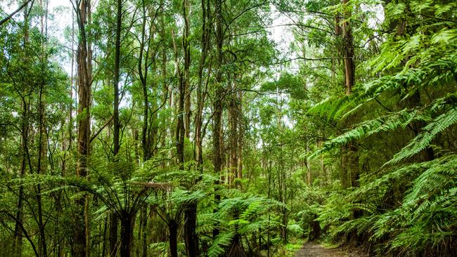 A picturesque walk through Sherbrooke Forest, Dandenong Ranges. Picture: Alamy.