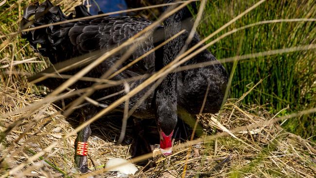 A nesting black swan at Black Swan Lake in Bundall. Picture: Jerad Williams