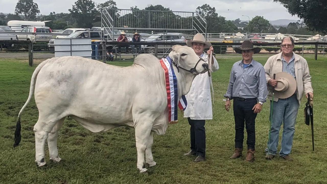 Hazelton Donna Theresa 5941 carried the K. Under Wings brand to take out Supreme Exhibit of the Gympie Show &amp; Interbreed Champion. Pictured with Stud groom Rhys Branson and Brett Kirk.