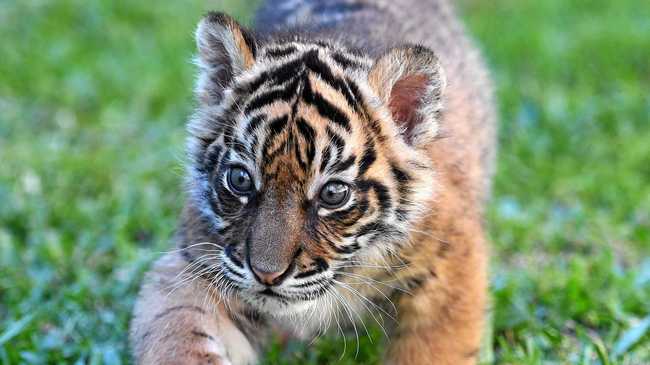 Sumatran tiger cub Nelson for International Tiger Day. Picture: Ben Beaden