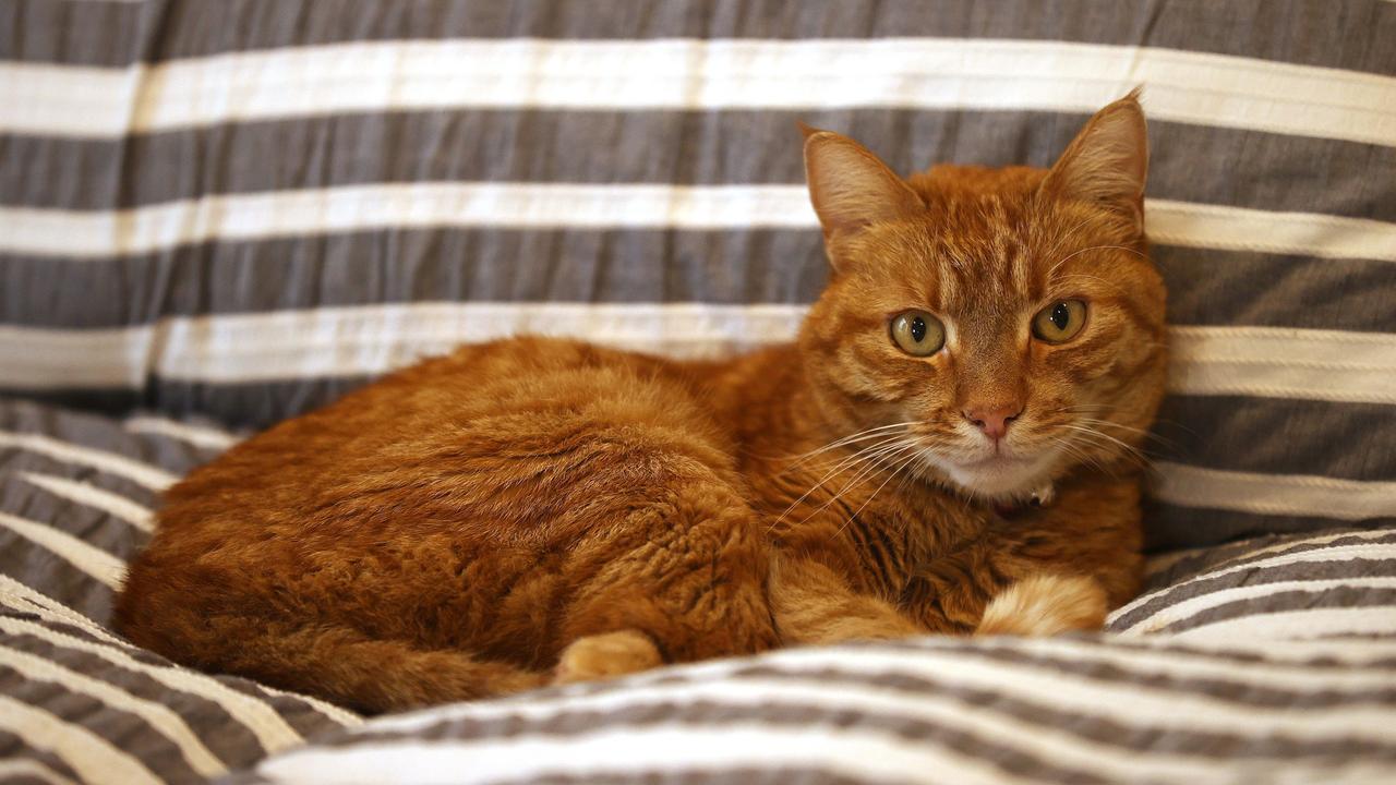 Wasabi the cat went missing for five weeks. Picture: Alison Wynd