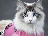 Cat owners need to stop saying ‘s’