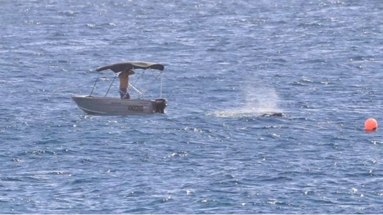 Mr Hopkins raced to free a baby whale from shark nets off the Gold Coast in his tinny, two months ago.