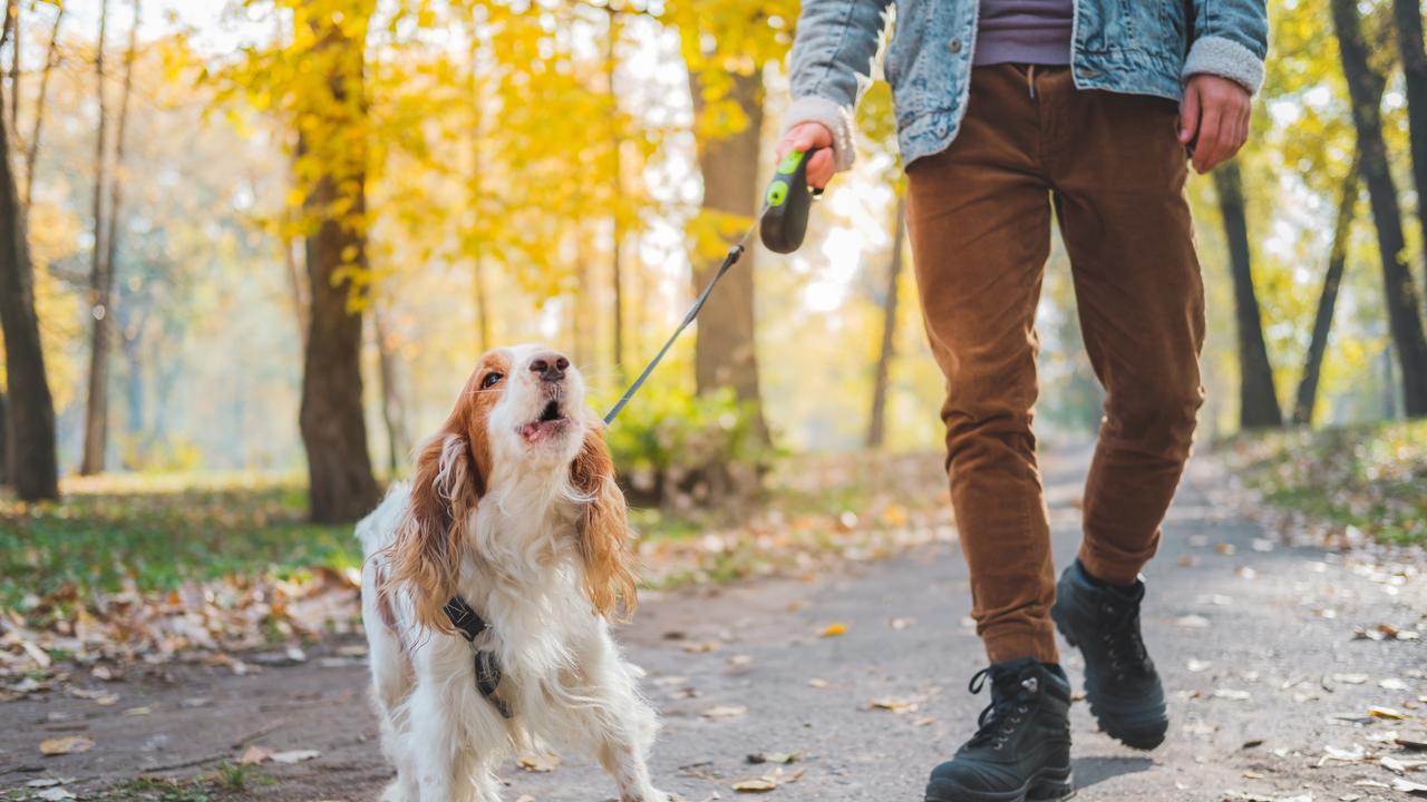 Dog owners need to clean up after their dogs properly. Picture: iStock